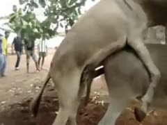 Fantastic zoo fetish movie with donkeys having sex